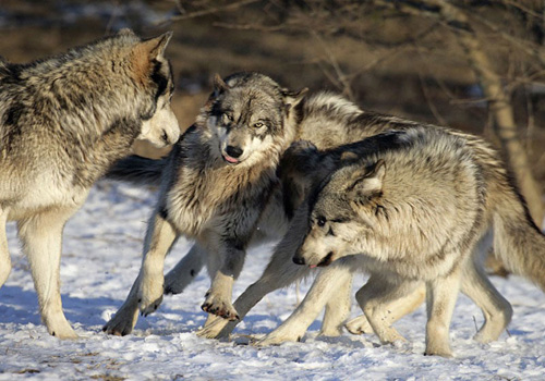 Copenhagen Wolves распущены, в Anexis пополнение
